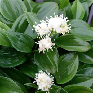 Maianthemum Bifolium Var Yakushimensis